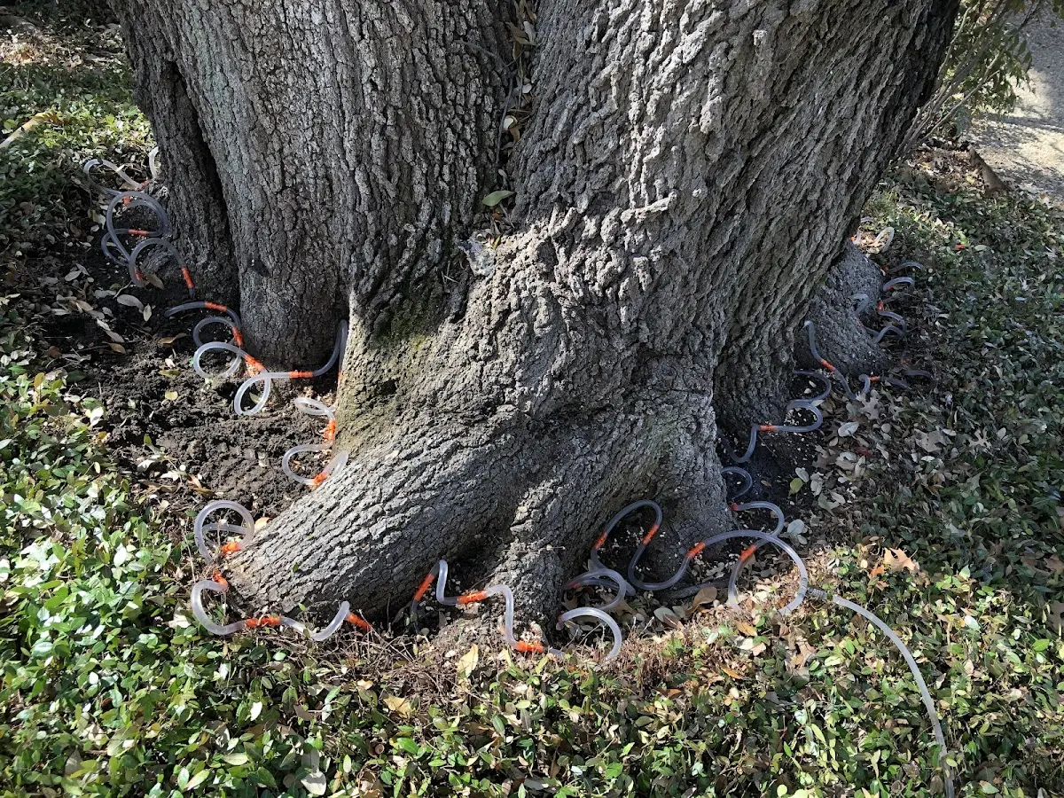 Detailed Tree Cabling and Bracing job site in West Roxbury