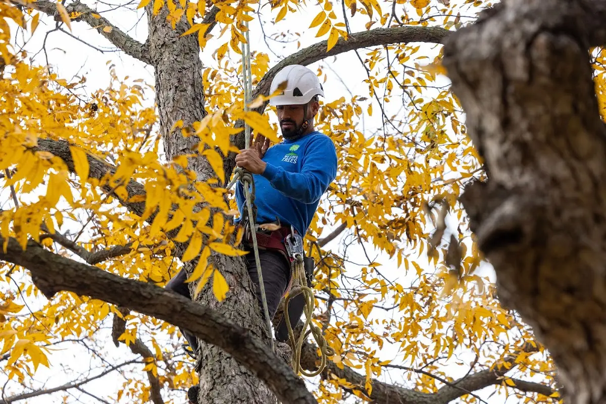 Skilled Tree Planting crew working in West Roxbury