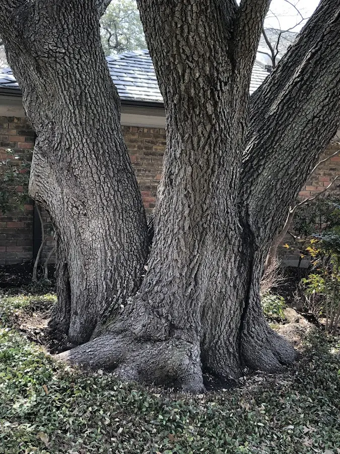 Mature heritage tree close to a West Roxbury property cared for by certified arborists